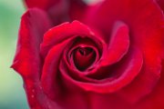 bru20-rose08