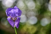 bru21-iris001