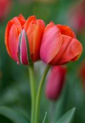 bru21-tulipani_02