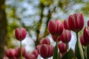 bru21-tulipani_04