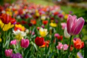 bru21-tulipani_06