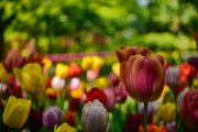 bru21-tulipani_07