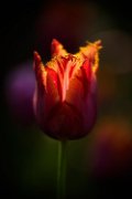 bru21-tulipano02