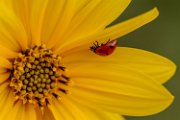 bru22-coccinella-su-topinambur01