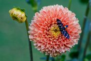bru22-dalia-farfalla-amata