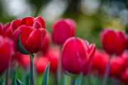 bru22_tulipanomania047