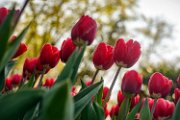 bru22_tulipanomania050