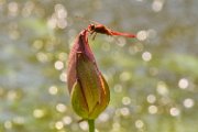 bru23-libellula01