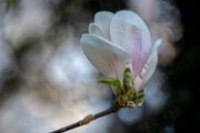 bruna-magnolia19-01
