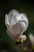 bruna-magnolia19-03