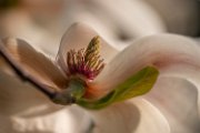 bruna-magnolia19-27
