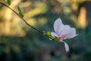 bruna-magnolia19-28