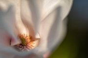 bruna-magnolia19-29