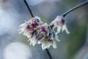 calicanthus01
