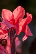 canna-f01