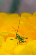 cavallettina