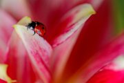 coccinella-su-dalia01