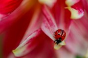 coccinella-su-dalia02