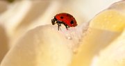 coccinella