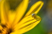 coccinella01