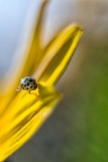 coccinella02