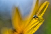 coccinella03