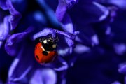 coccinella_2