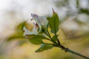 cornus02