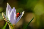 crocus-coccinella01