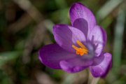 crocus03
