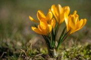 crocus06