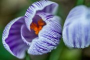 crocus18