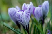 crocus19 (2)