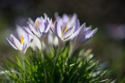 crocus19