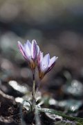 crocus26