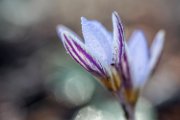 crocus30