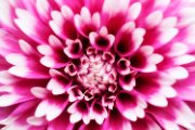 dalia03