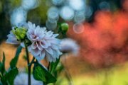 dalia03_2