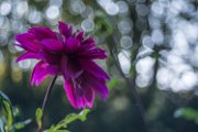 dalia13