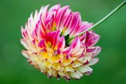 dalia21