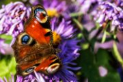 farfalla_su_aster01