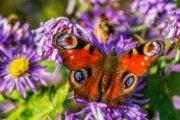 farfalla_su_aster02