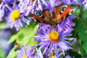 farfalla_su_aster03