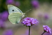 farfallasuverbena18-02