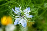 fiore02