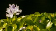 fiore_acqua02