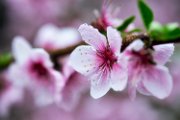 fiori-rosa01