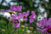 fiori-trioplan04