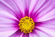 fiori23