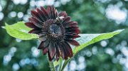 girasole-bombo01